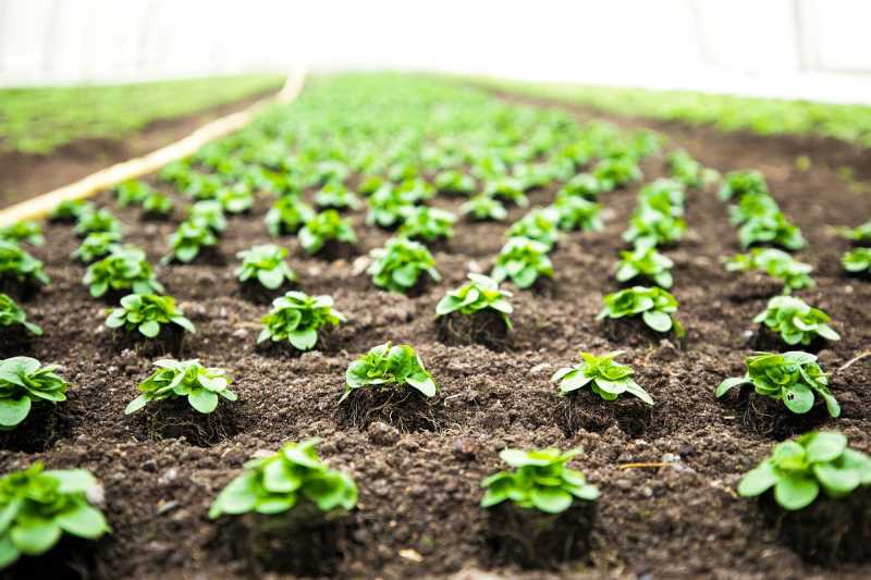 Drone Seeding, fertilising, spreading